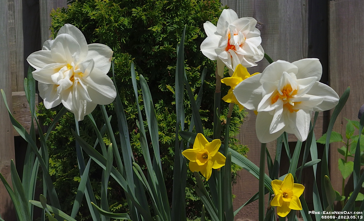 68069CrLe - Daffodils in our back garden